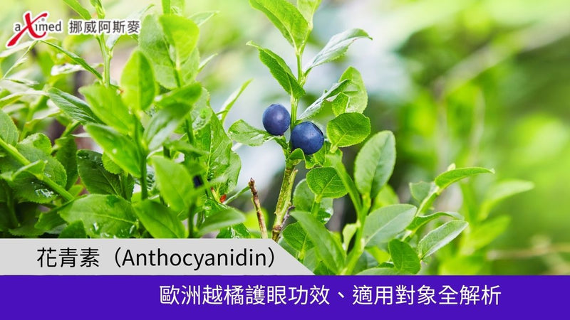 花青素（Anthocyanidin）| 歐洲越橘護眼功效、適用對象全解析
