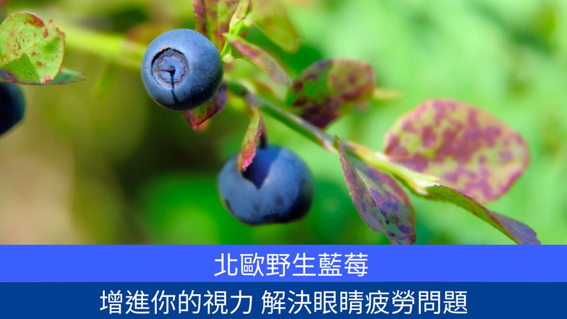 北歐野生藍莓 增進你的視力 解決眼睛疲勞問題